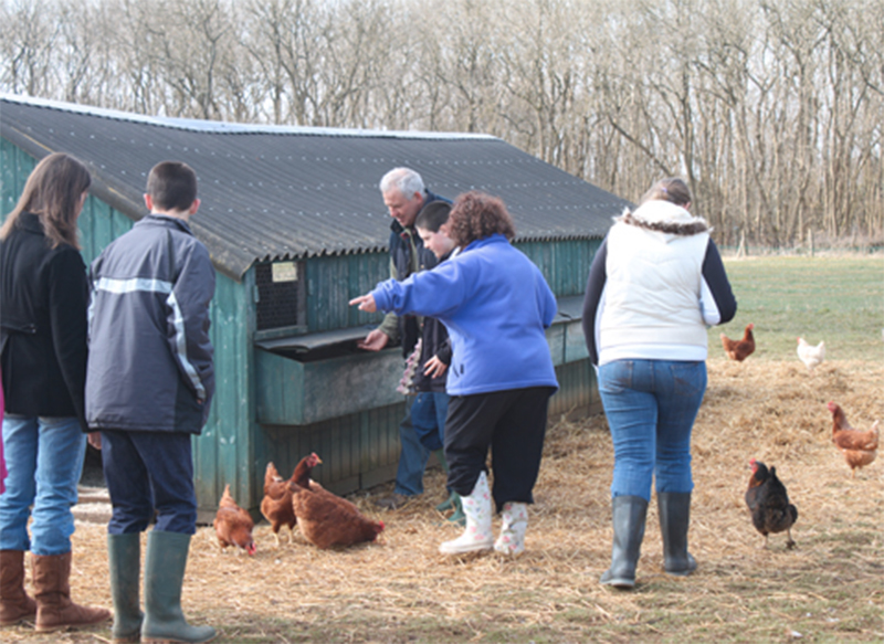 young people feeding chickens
